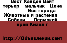 Вест Хайден Вайт терьер - мальчик › Цена ­ 35 000 - Все города Животные и растения » Собаки   . Пермский край,Кизел г.